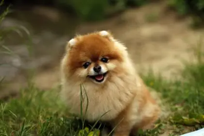 Prix d’un chien Boo ou Spitz nain : tout ce qu’il faut savoir avant l’achat
