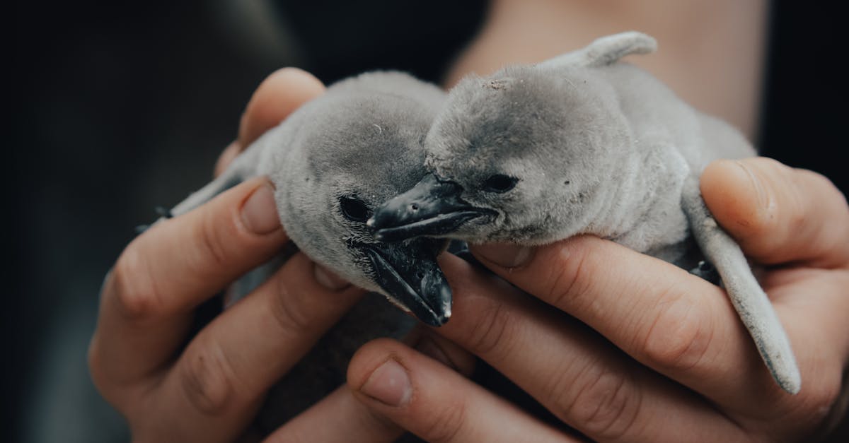 découvrez comment intégrer des mèches grises dans votre coiffure pour un look moderne et élégant. nos conseils pour sublimer vos cheveux avec des nuances grises et tendances.