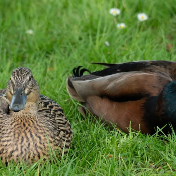 Gloria duck acnh : comment obtenir ce personnage dans Animal Crossing ?