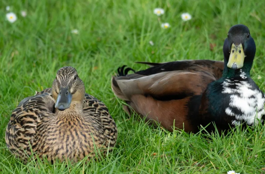 découvrez gloria duck, la charmante habitante de animal crossing: new horizons (acnh), ses caractéristiques uniques et comment interagir avec elle dans le jeu.