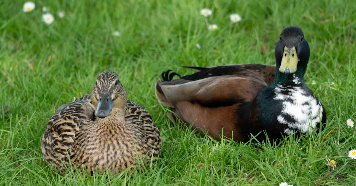 découvrez gloria duck, la charmante habitante de animal crossing: new horizons (acnh), ses caractéristiques uniques et comment interagir avec elle dans le jeu.