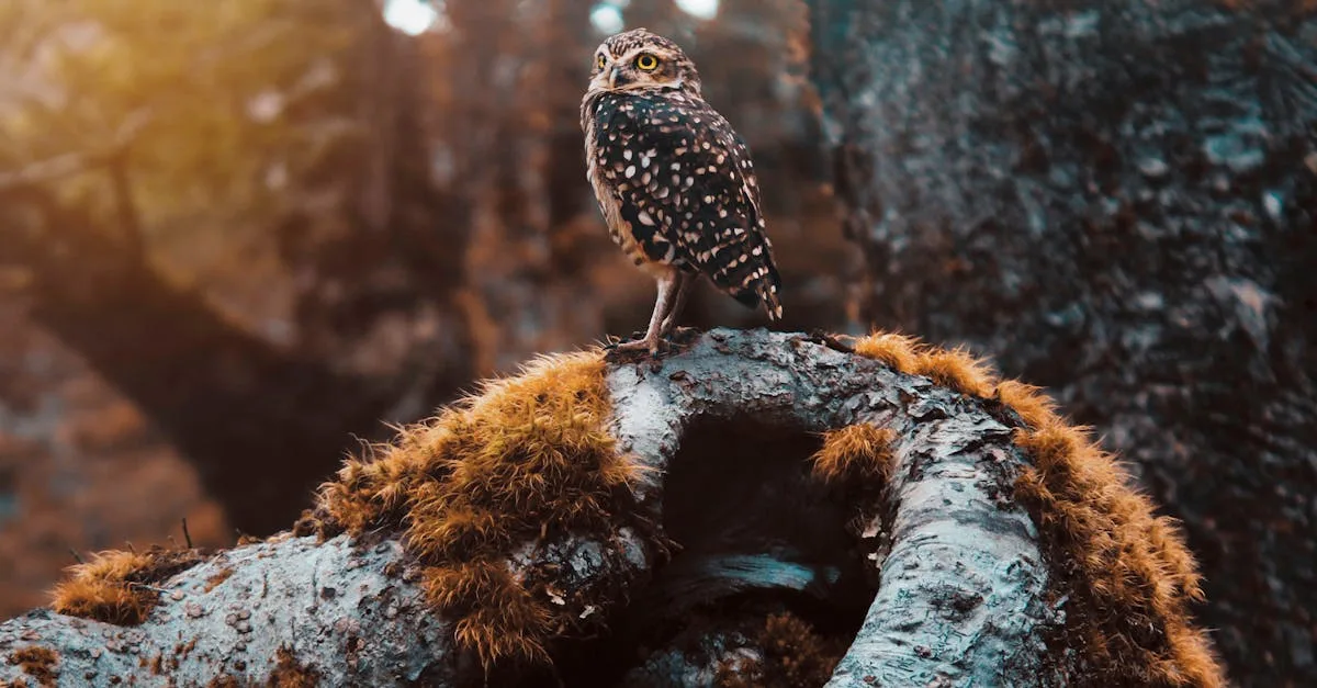 découvrez la signification et le pouvoir des totems animaux, guides spirituels symbolisant vos forces intérieures et votre connexion avec la nature.