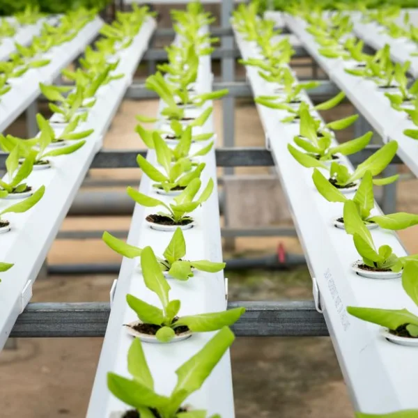 Comment optimiser la culture combinée de poissons et plantes pour un potager durable
