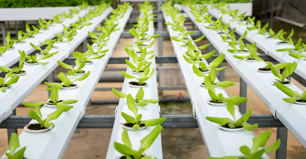 découvrez l'aquaponie, un système durable combinant aquaculture et culture hydroponique pour produire des légumes frais et du poisson de manière écologique.