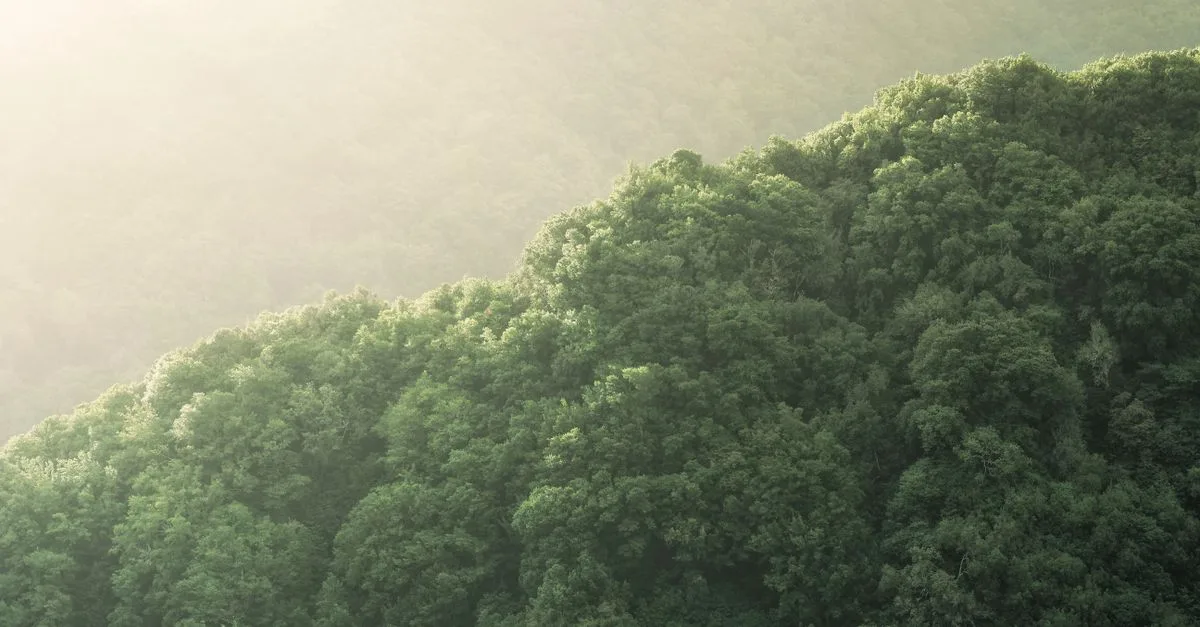 découvrez les réglementations environnementales essentielles pour protéger notre planète et assurer un développement durable.