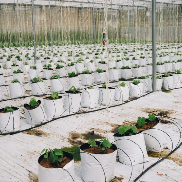 La Ferme des Grands Champs : Pionnière de l’Agriculture Écologique Innovante