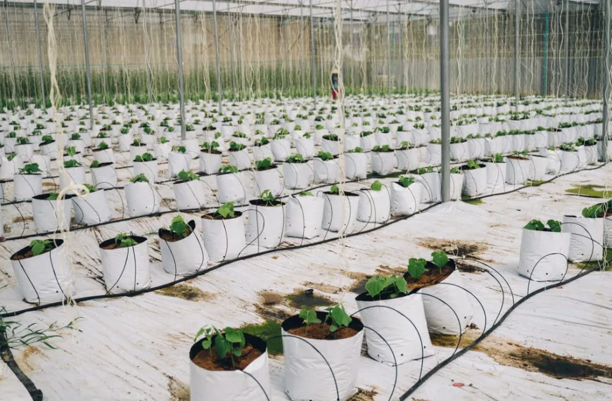 La Ferme des Grands Champs : Pionnière de l’Agriculture Écologique Innovante