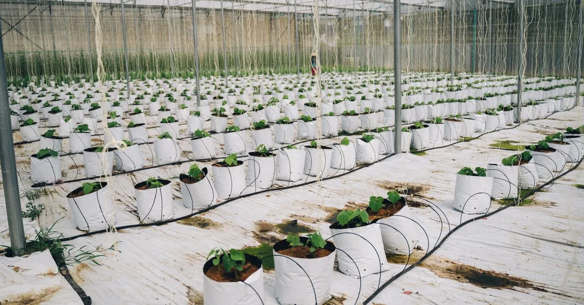 découvrez l'agriculture écologique innovante, une approche durable alliant technologie avancée et respect de l'environnement pour un avenir agricole responsable.