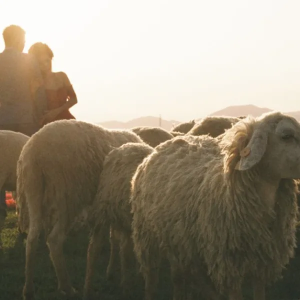 Conseils Pratiques et Astuces Pour une Coexistence Harmonieuse