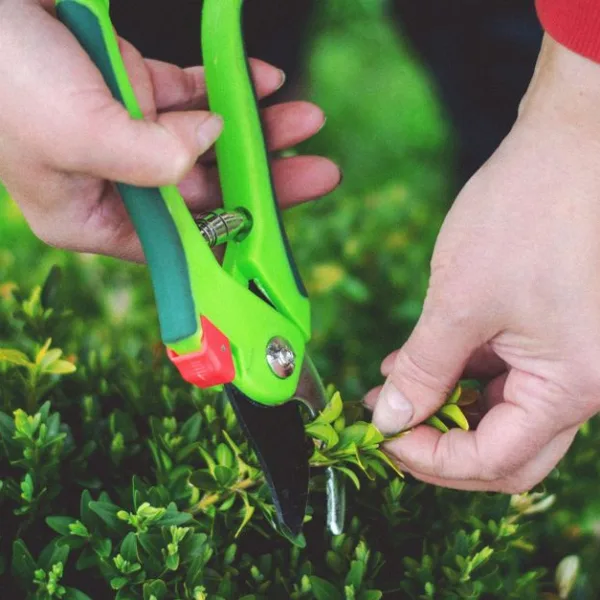 Comment bien choisir et tailler vos plantes pour un jardin magnifique