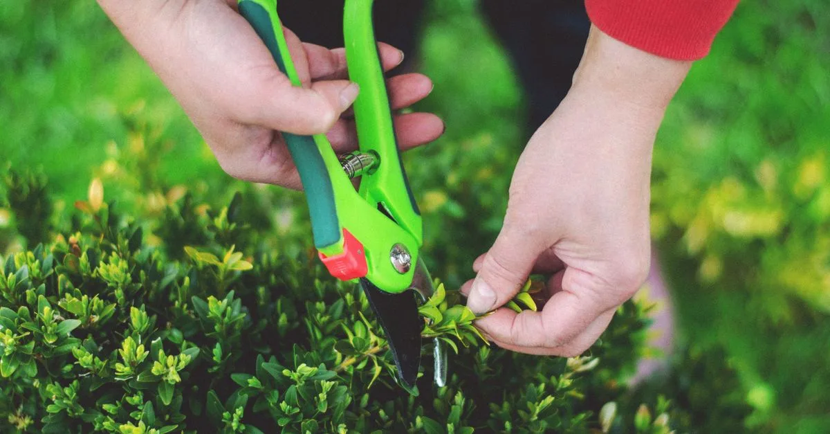 découvrez les meilleures techniques de taille des plantes pour favoriser une croissance saine et un jardin florissant tout au long de l'année.